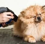 Best At-Home Dog Blow Dryers for Effortless Grooming and Shiny Coats