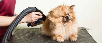 Best At-Home Dog Blow Dryers for Effortless Grooming and Shiny Coats