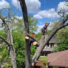 Affordable and Reliable Tree Service Providers in Dallas