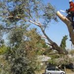 Tree Trimming in Lubbock: Enhance Growth & Prevent Hazards