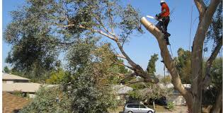 Tree Trimming in Lubbock: Enhance Growth & Prevent Hazards